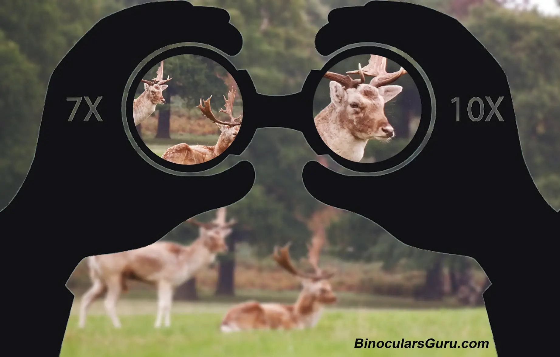 Understanding Binoculars 101 : How Do Binoculars Work ...
