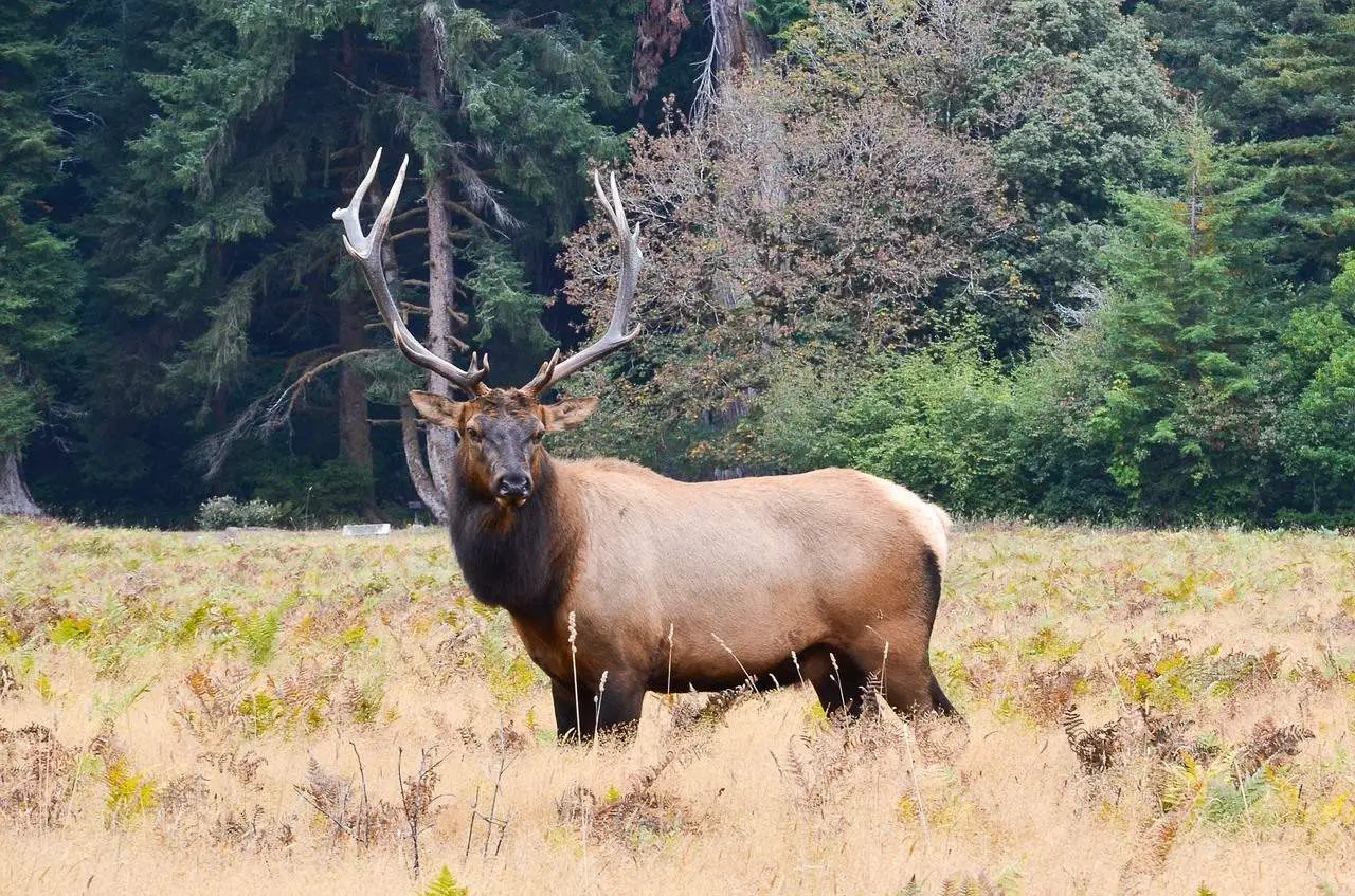 	best binoculars for elk hunting