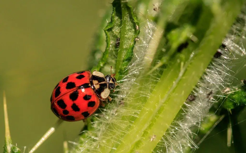 does-a-ladybug-have-special-meaning-or-symbolism-birds-and-blooms