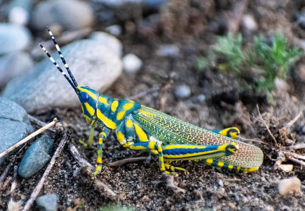 grasshopper-symbolism-meaning-the-ultimate-guide-binoculars-guru