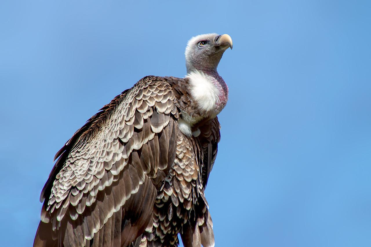 vulture-symbolism-meaning-the-ultimate-guide-binoculars-guru