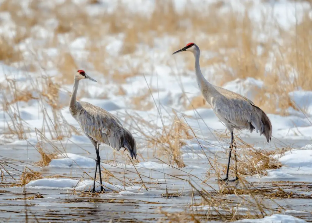 East crane 2011. Журавль Луговой. Журавель Луговой.