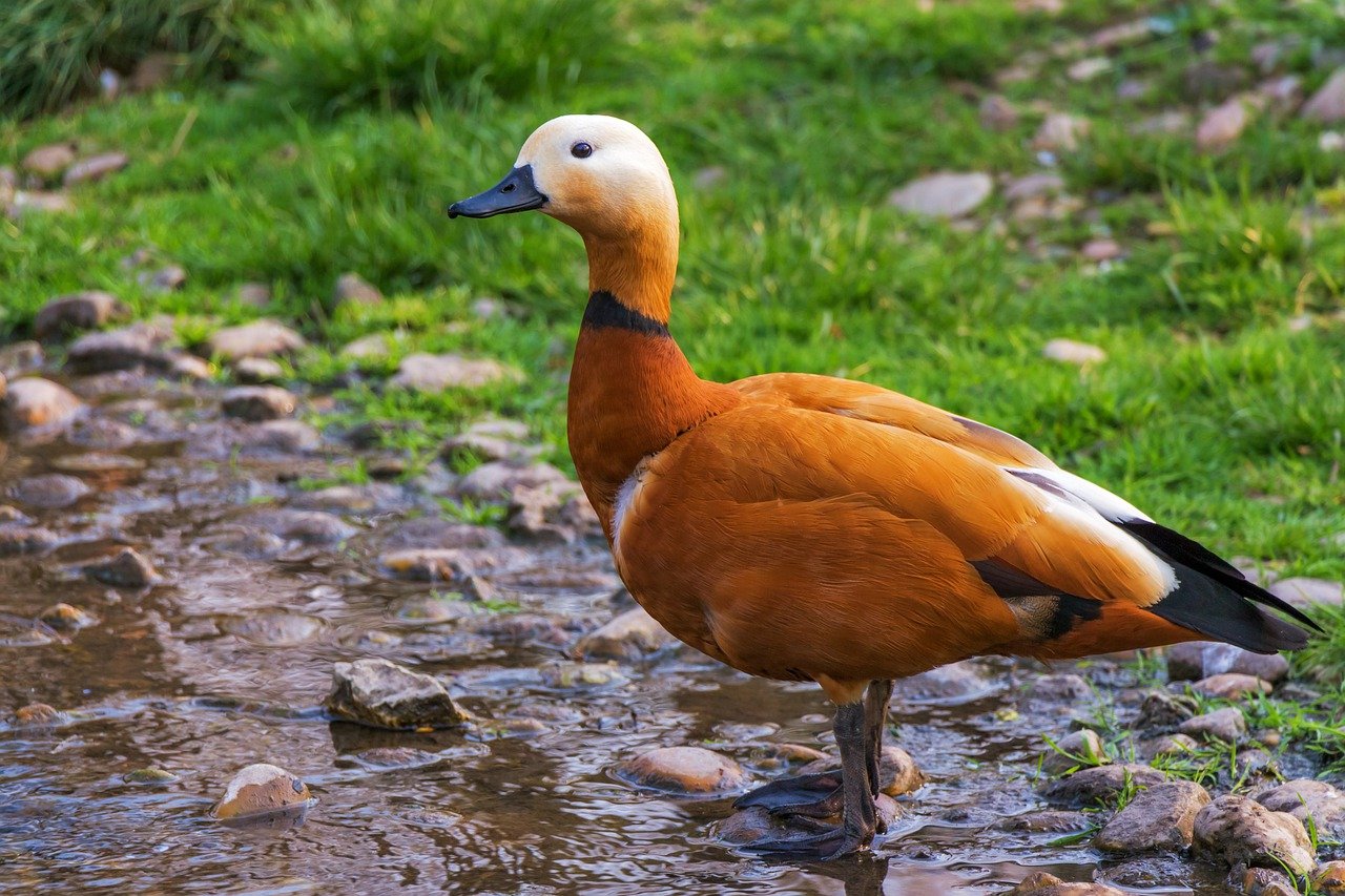 What Do The Ducks In The Lagoon Symbolize