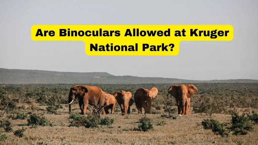 Are Binoculars Allowed at Kruger National Park?