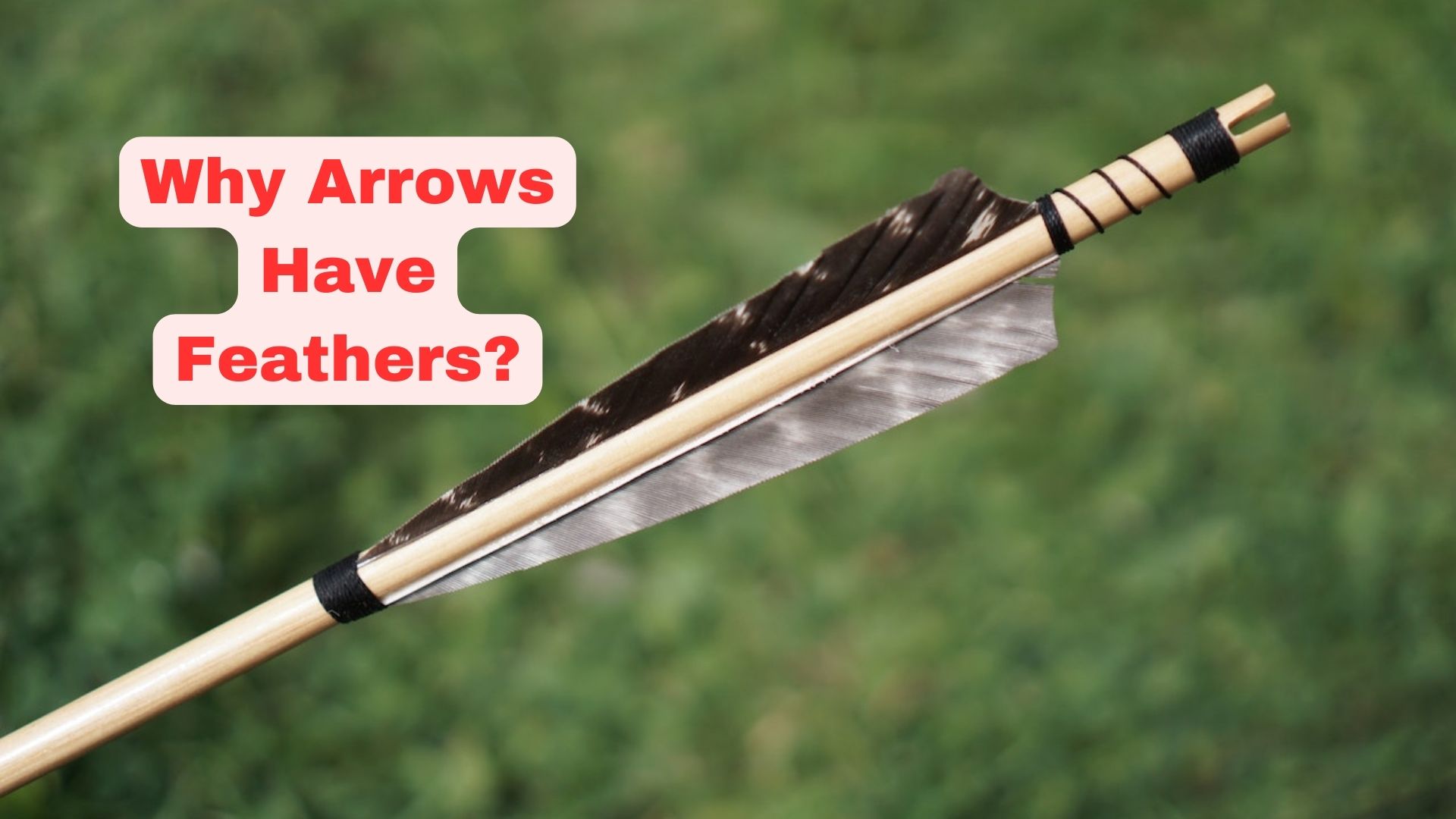 The Surprising Science Behind Why Arrows Have Feathers! - Binoculars Guru